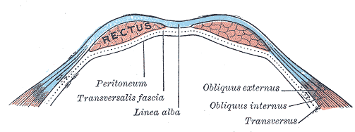 cross section of the abs