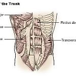 abs and trunk muscles.jpg