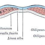 abs cross section.jpg